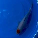 FLASHSALE!! TANCHO KOHAKU / 38CM