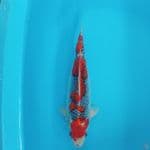 GOSHIKI RACING 41CM / FEMALE