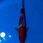 FLASHSALE!! 2 ~ KOHAKU BENI STRONG / 37CM