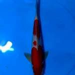 FLASHSALE!! 3 ~ KOHAKU BENI STRONG / 36CM