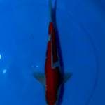 FLASHSALE!! 4 ~ KOHAKU INAZUMA BENI STRONG / 36CM MALE