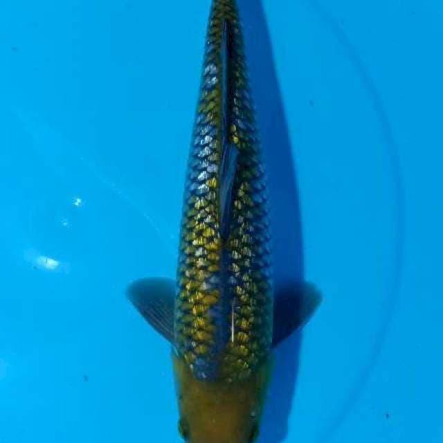 FLASHSALE!! 6 ~ OCHIBA GINDRIN PADAT / 35CM