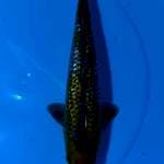 FLASHSALE!! 6 ~ OCHIBA GINDRIN PADAT / 35CM