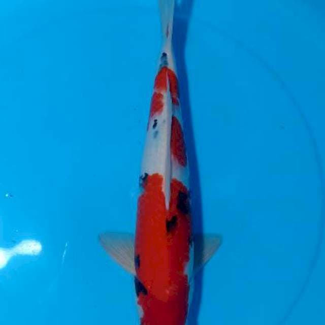 FLASHSALE!! 9 ~ TAISHO SANSHOKU / 39CM