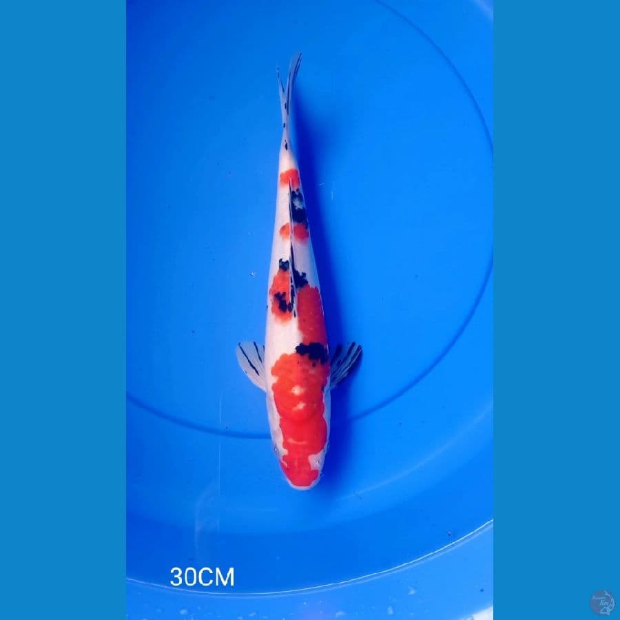 SHANKE 30CM/ M