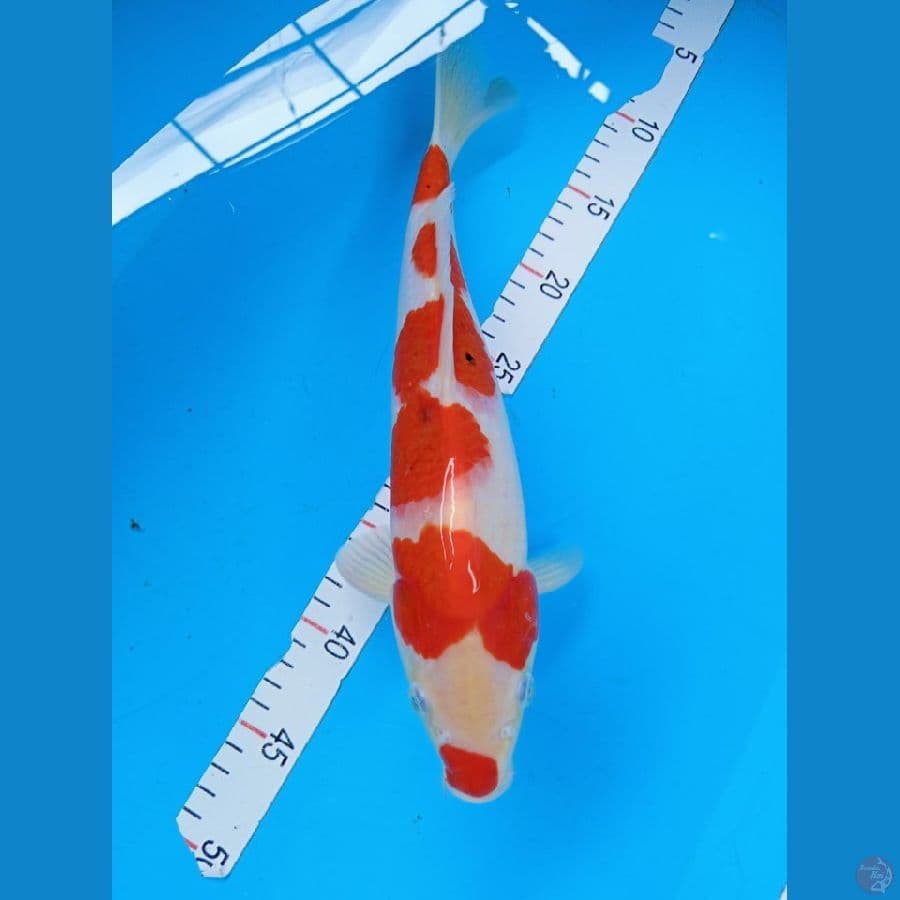Kohaku Kucibeni Red Strong, 32 cm