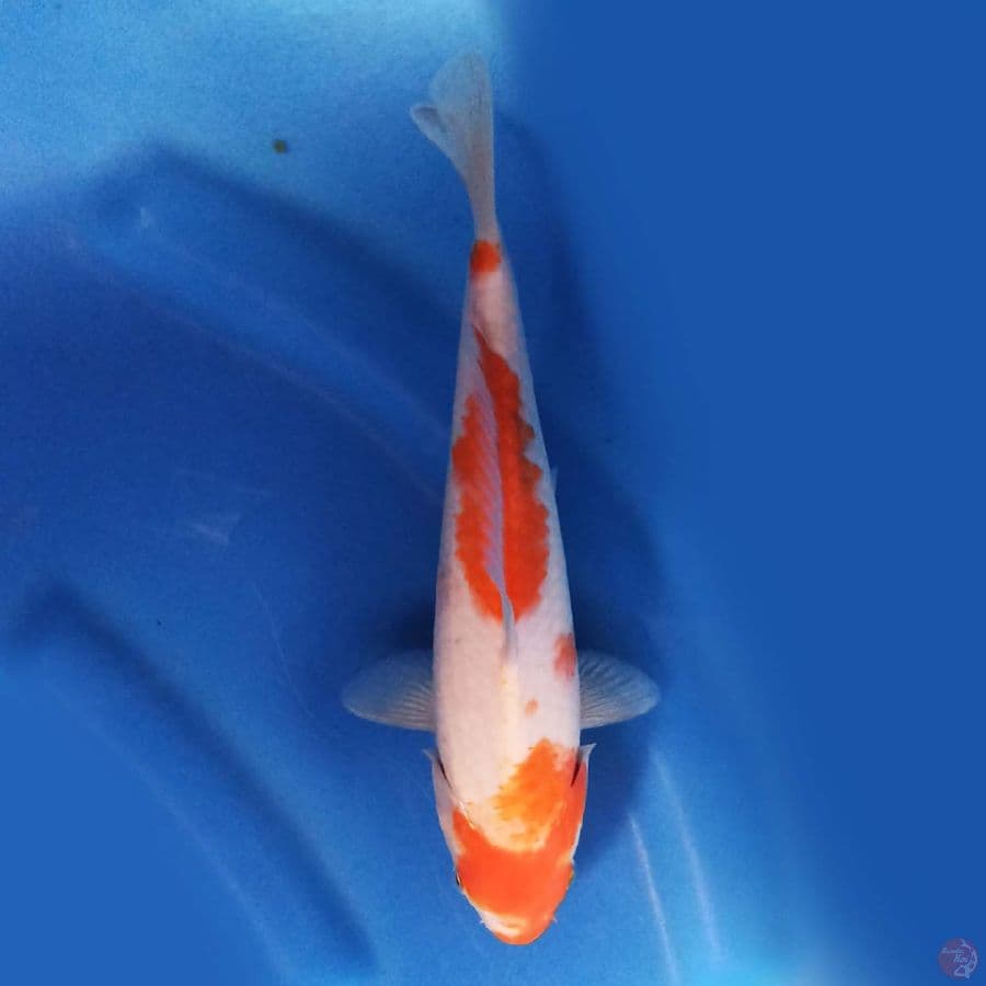 Kohaku 25 cm