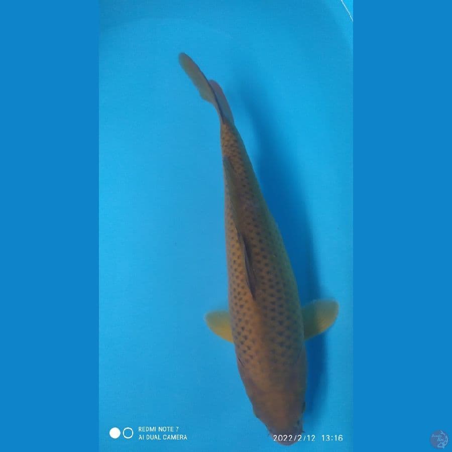 midori 40cm