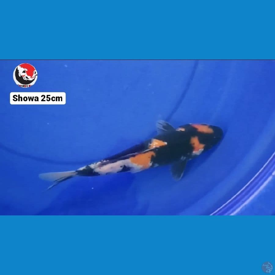 SHOWA 28CM --- CANAYA KOI FARM
