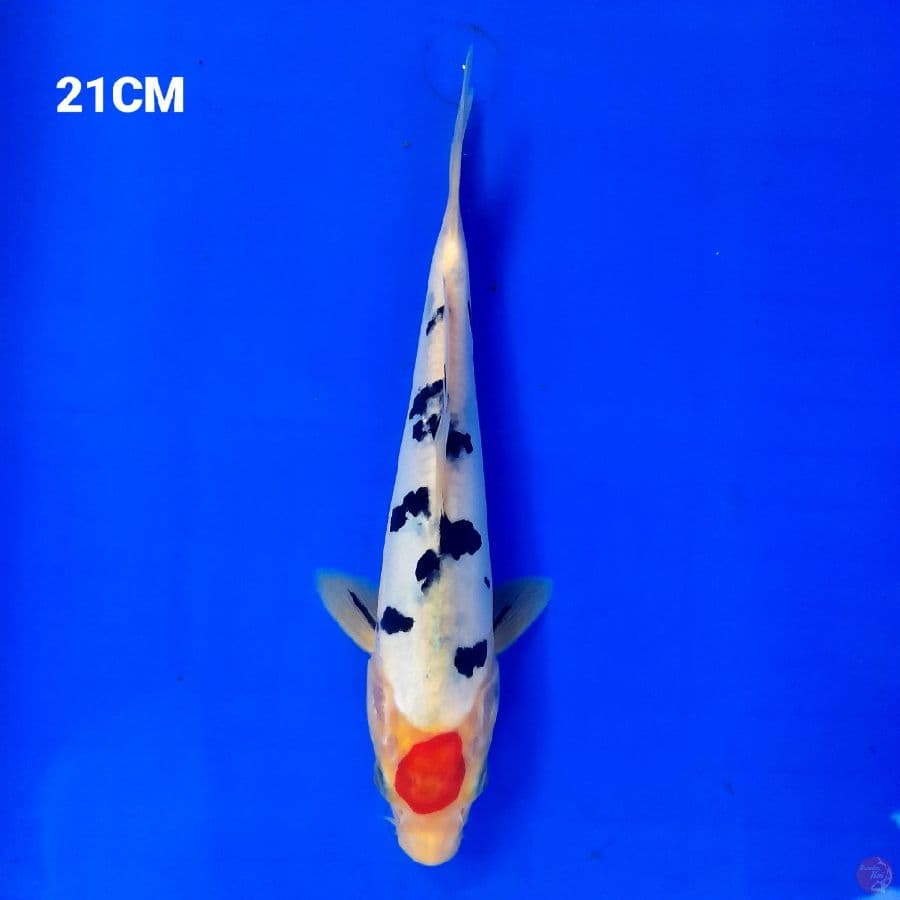 Tancho Sanke Doitsu 21Cm