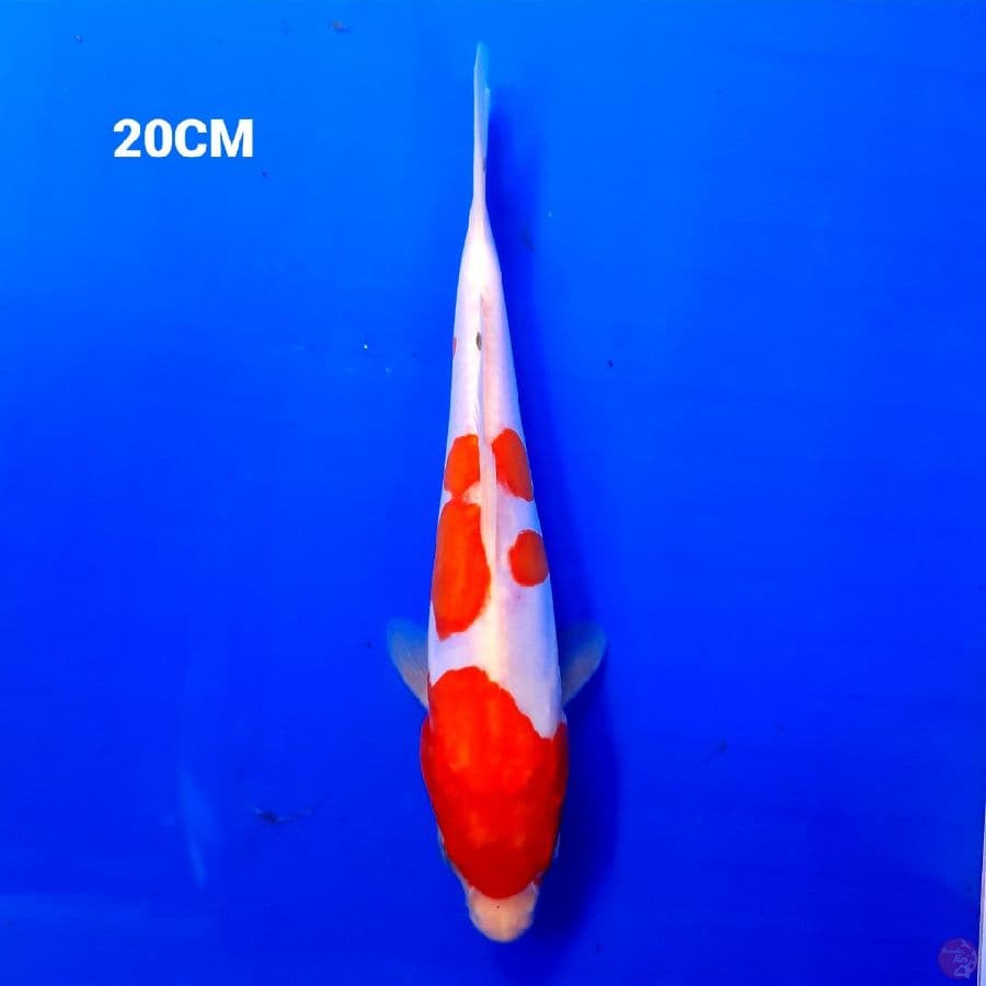 Kuhaku Doitsu 20CM