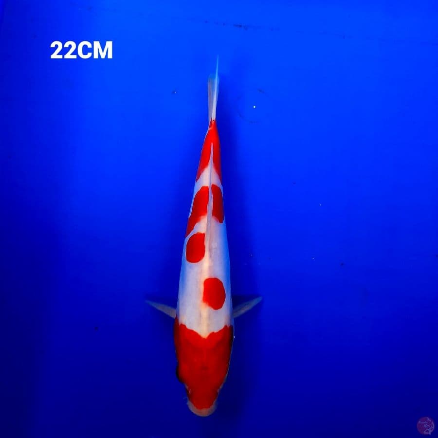 Kuhaku Doitsu 22 Cm