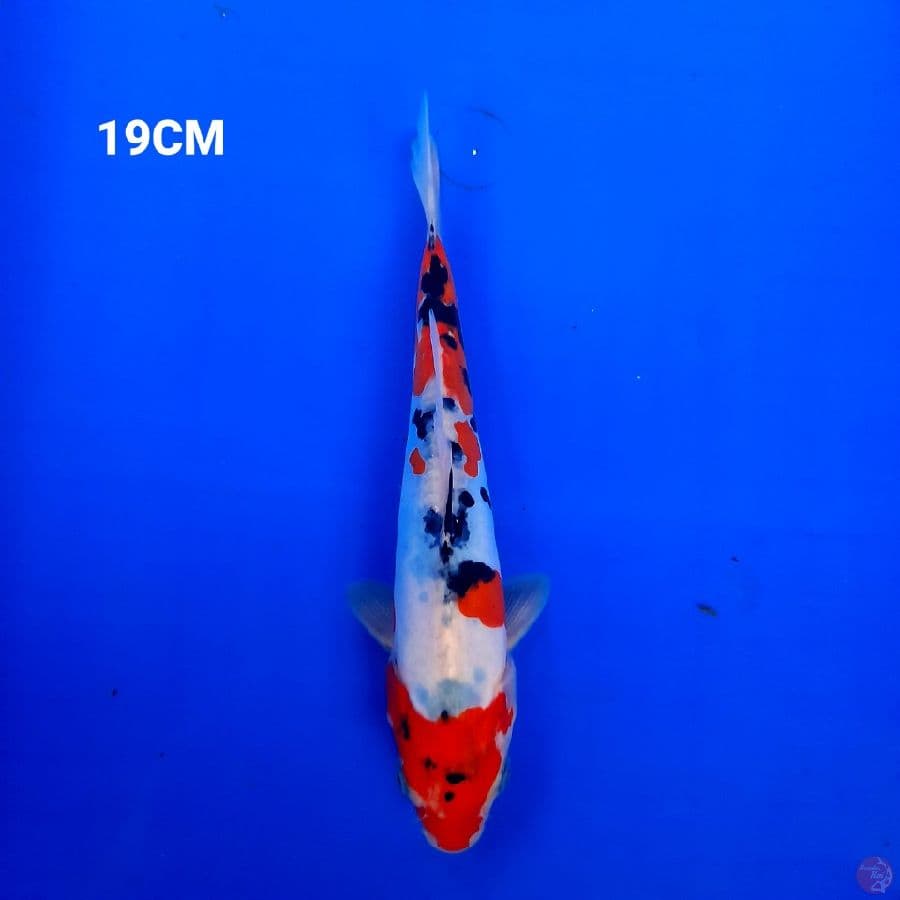 Sanke Doitsu 19 Cm