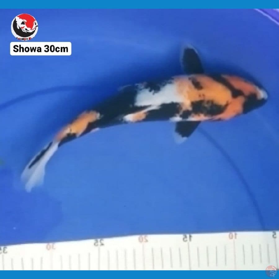 SHOWA 30CM --- CANAYA KOI FARM