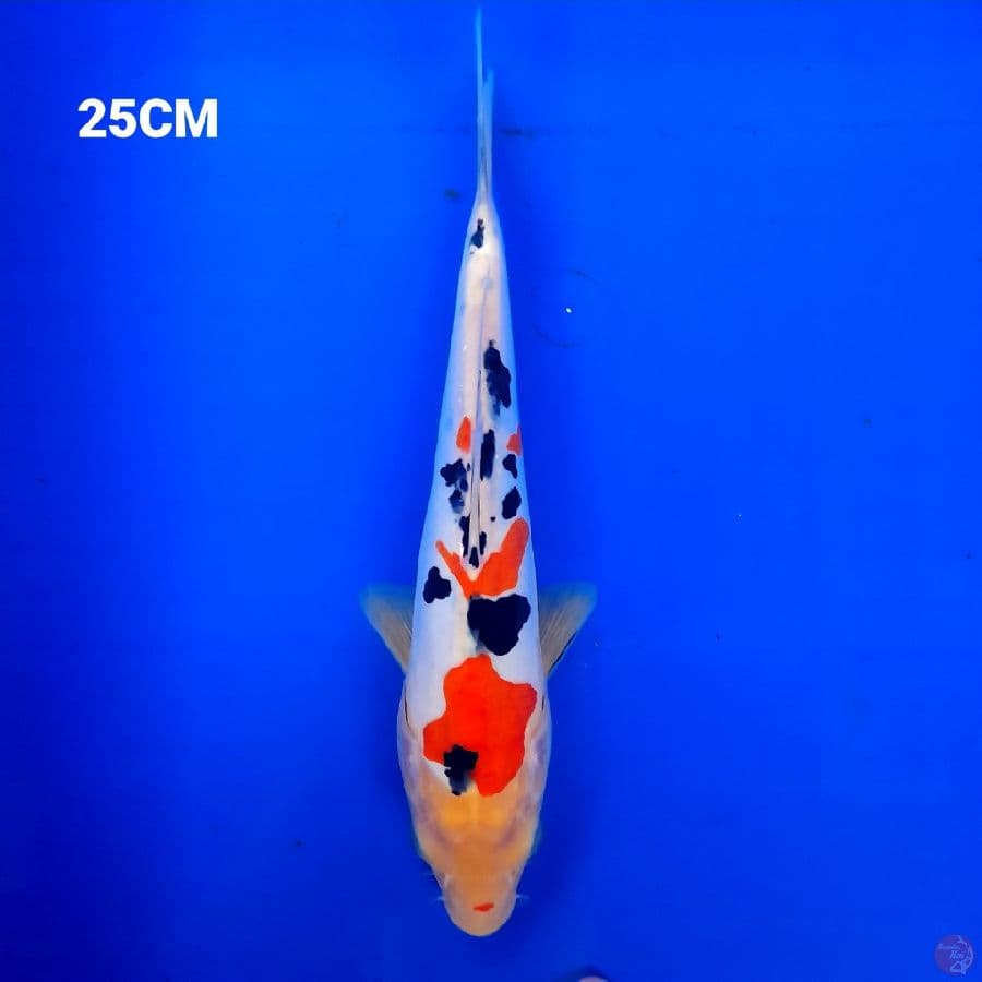 Sanke Doitsu 25Cm