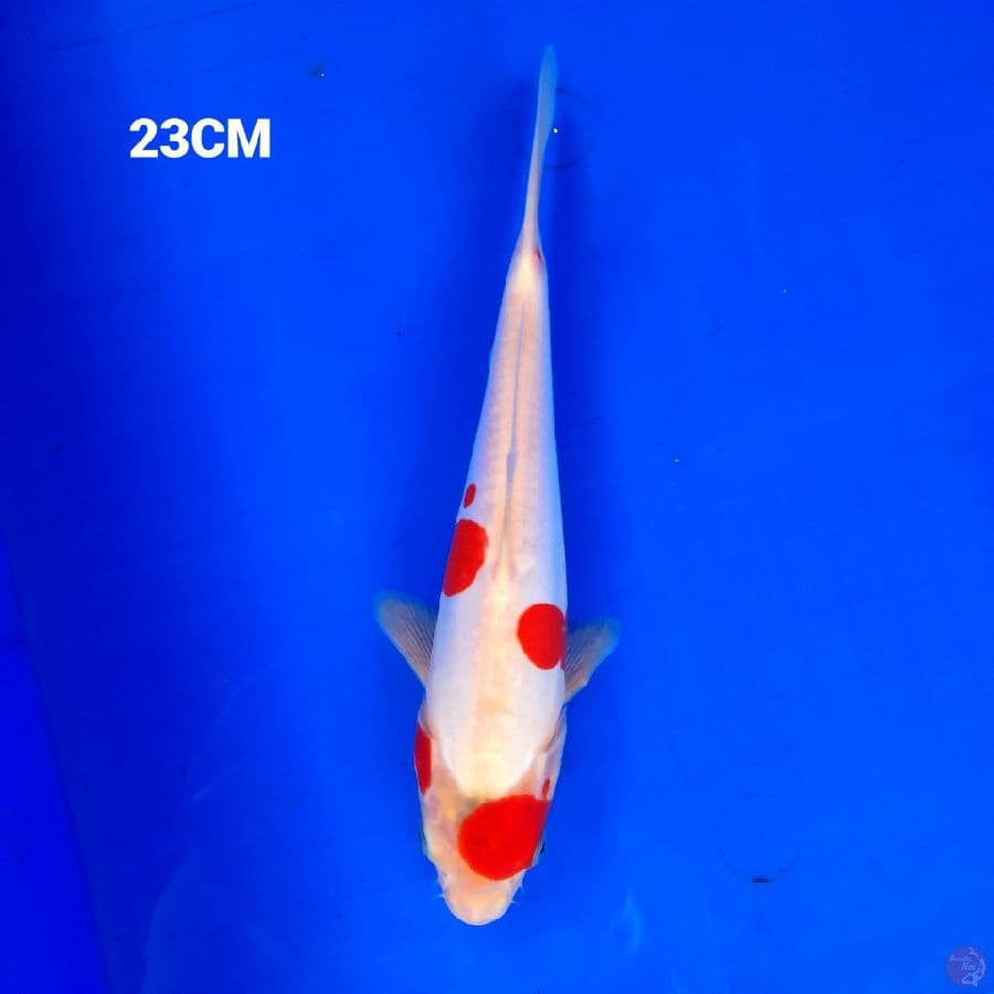 Kuhaku Doitsu 23CM