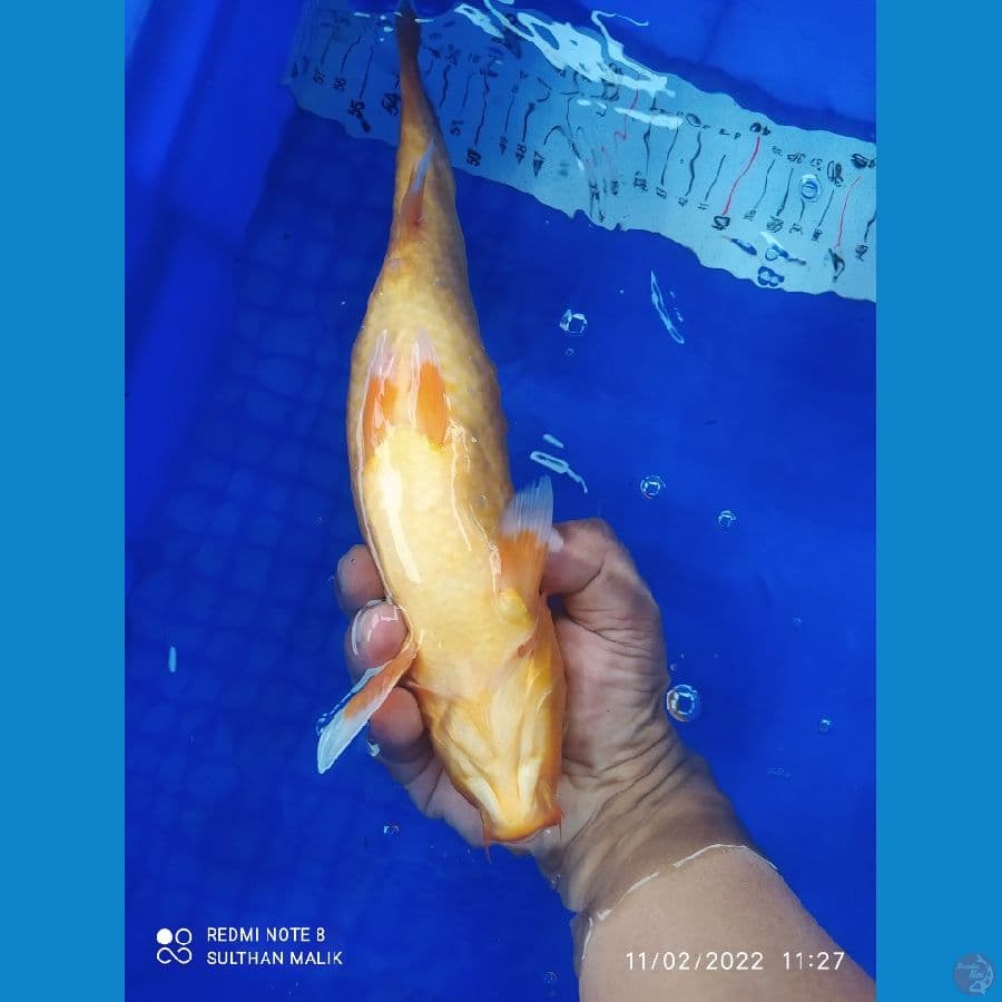 benigoi 30 cm