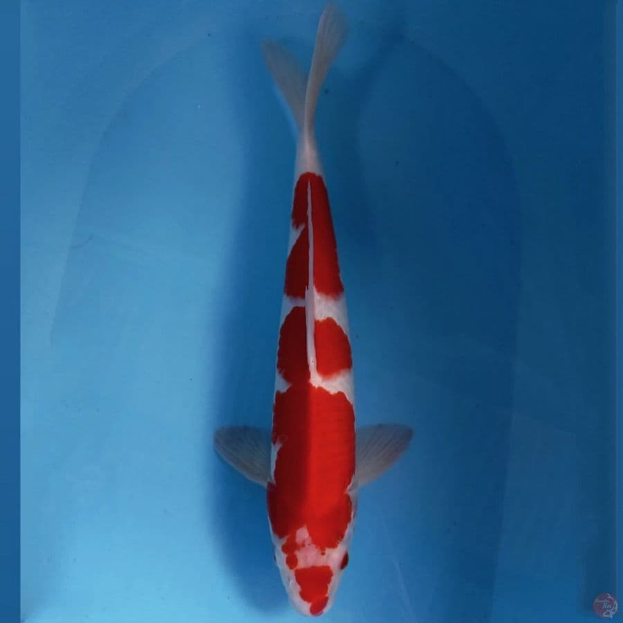 kohaku, 42 cm