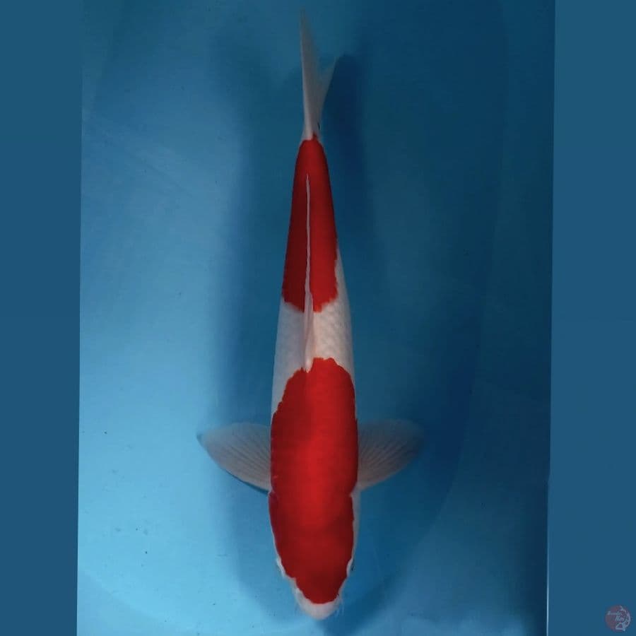 kohaku, 44 cm