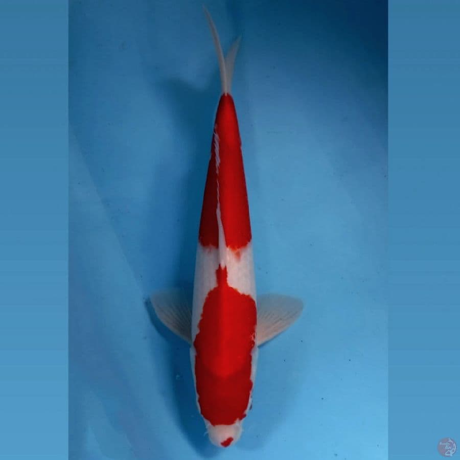 kohaku, 37 cm
