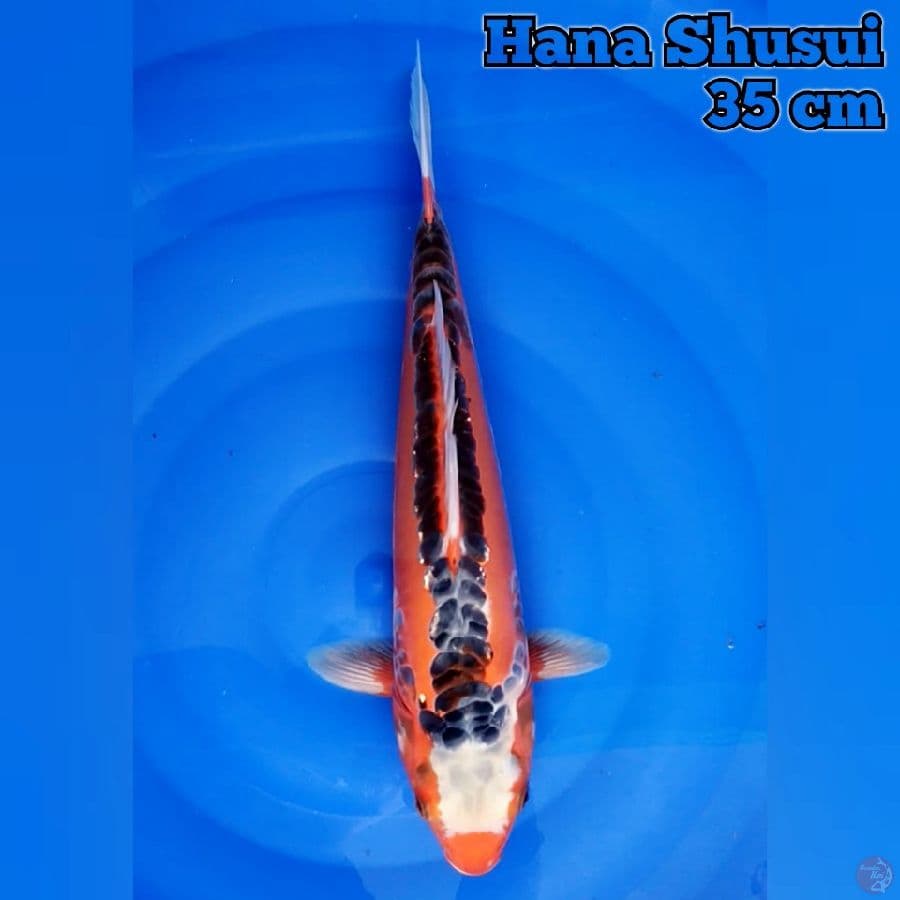35 cm Hana Shusui