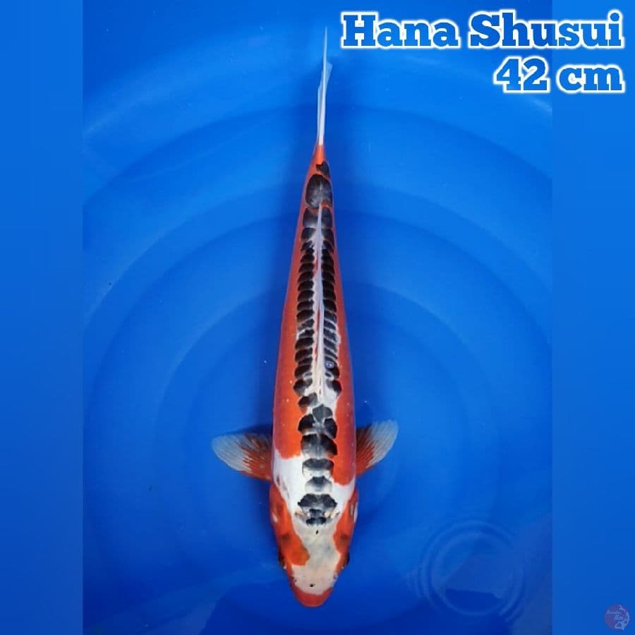 42 cm Hana Shusui