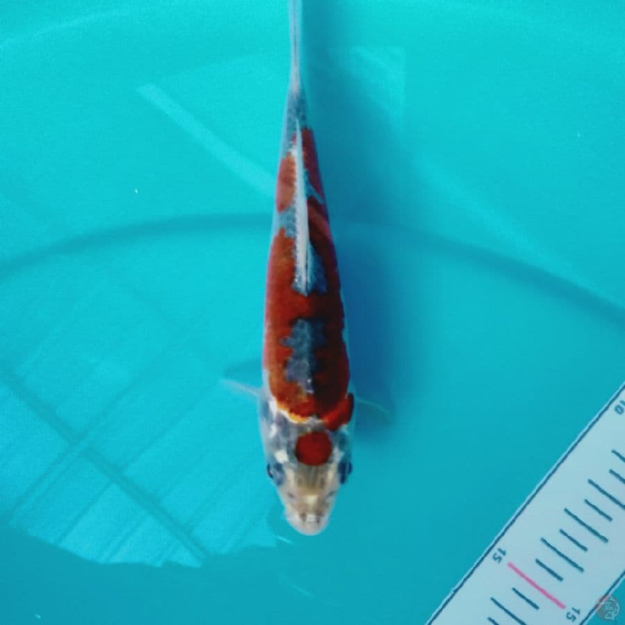 gosiki SQ 15cm