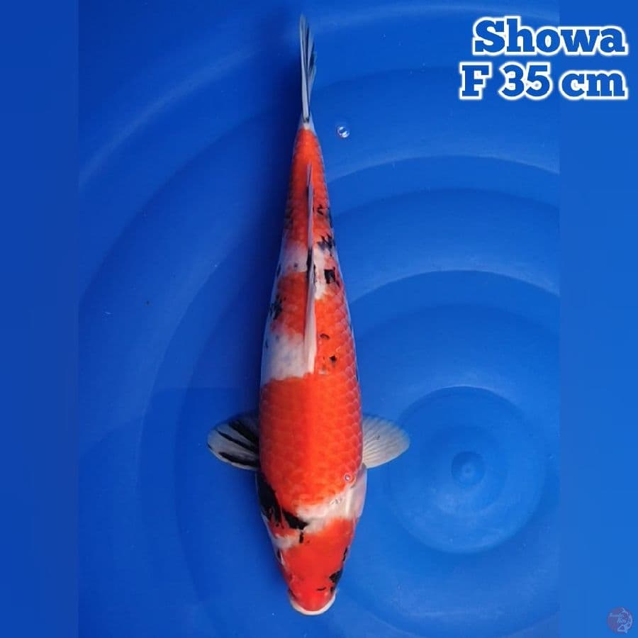 35 cm Showa
