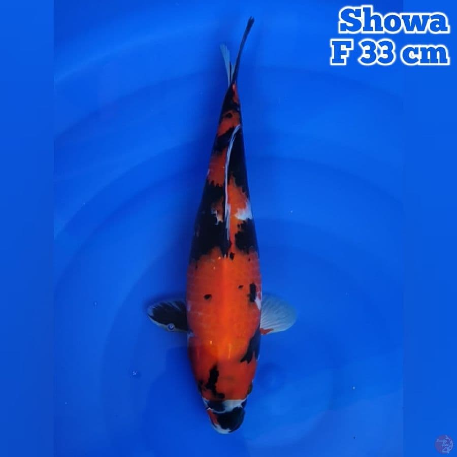 33 cm Showa