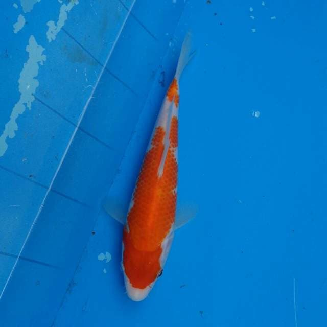 Kohaku Ori F1