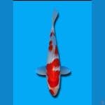 KOHAKU (HQ) Male 33Cm 
