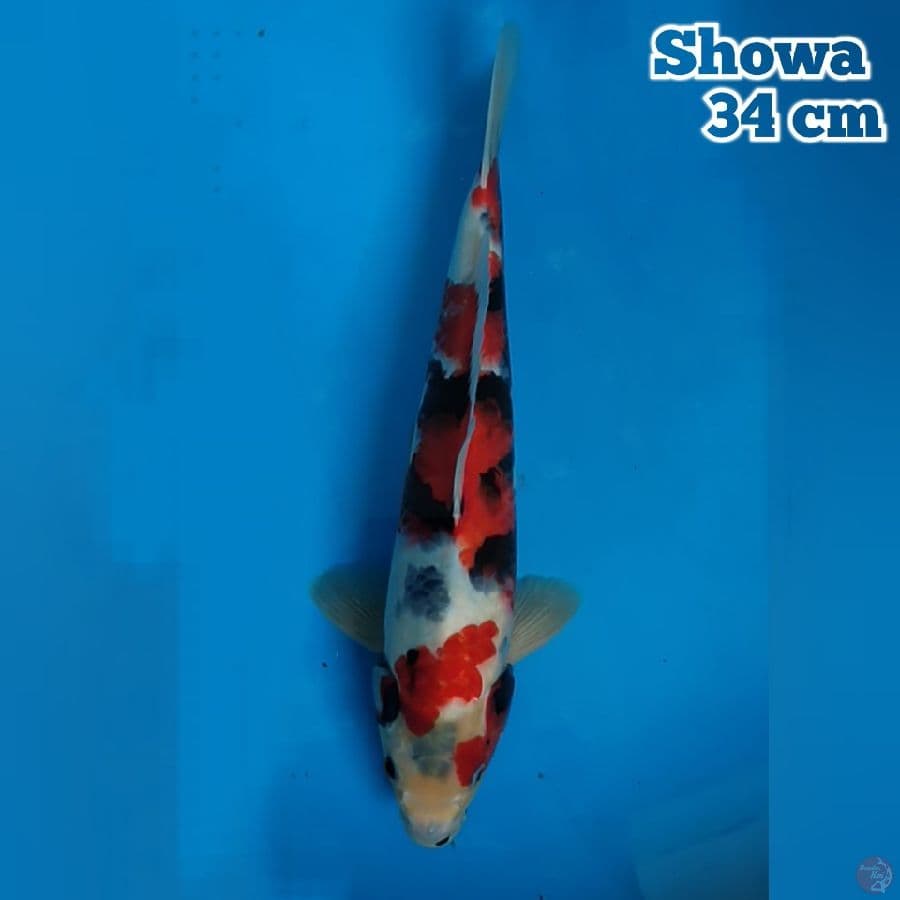 34 cm Showa