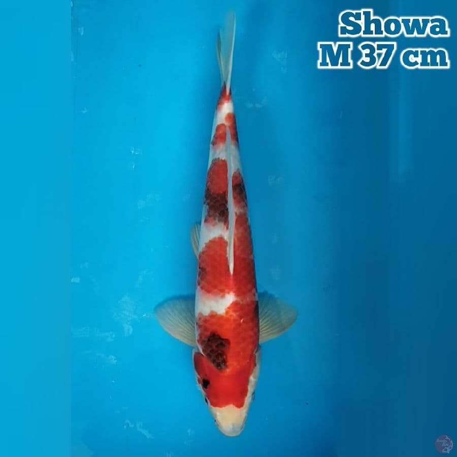 37 cm Showa