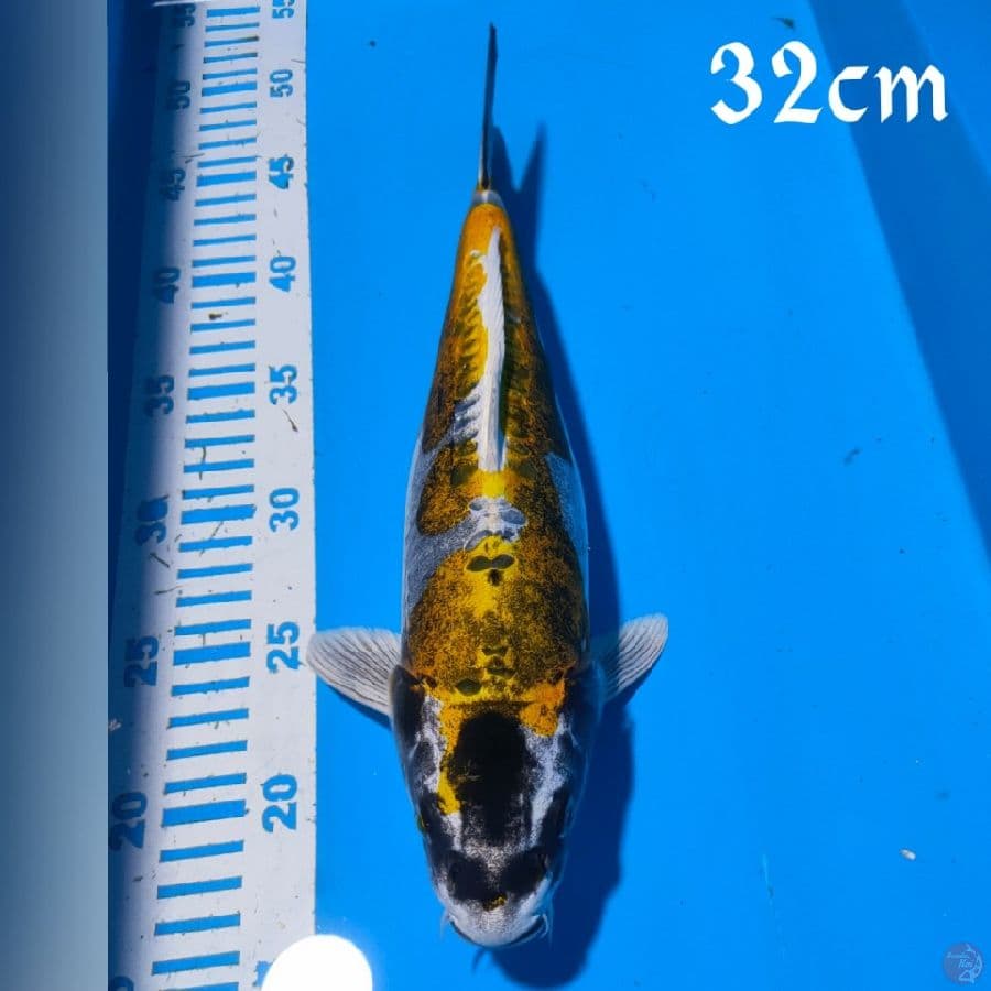 KIKOKURIYU 32CM