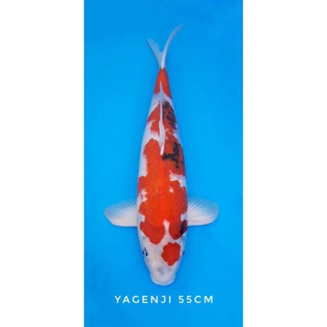 showa yagenji import