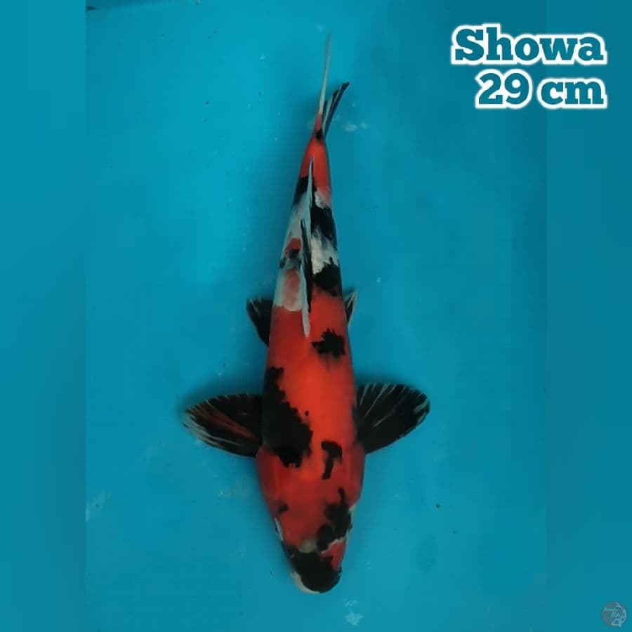 29 cm Showa