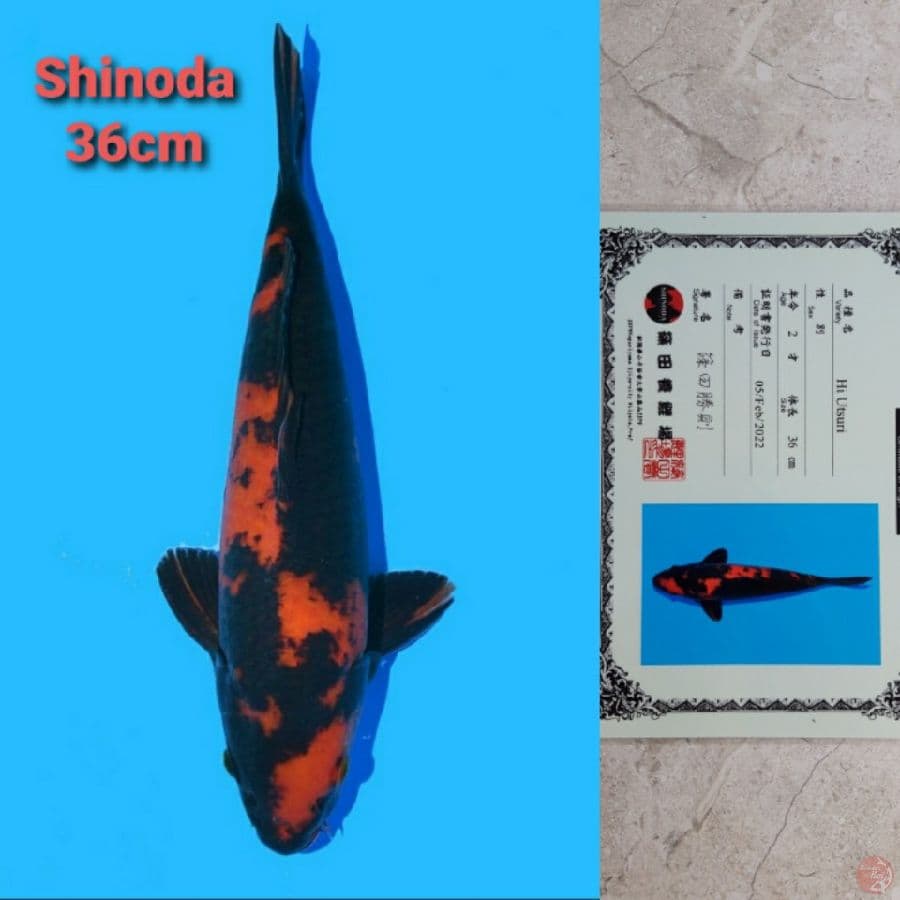 SHINODA HI-UTSURI 36CM SERTI