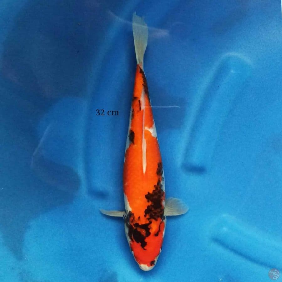 Showa 32 cm