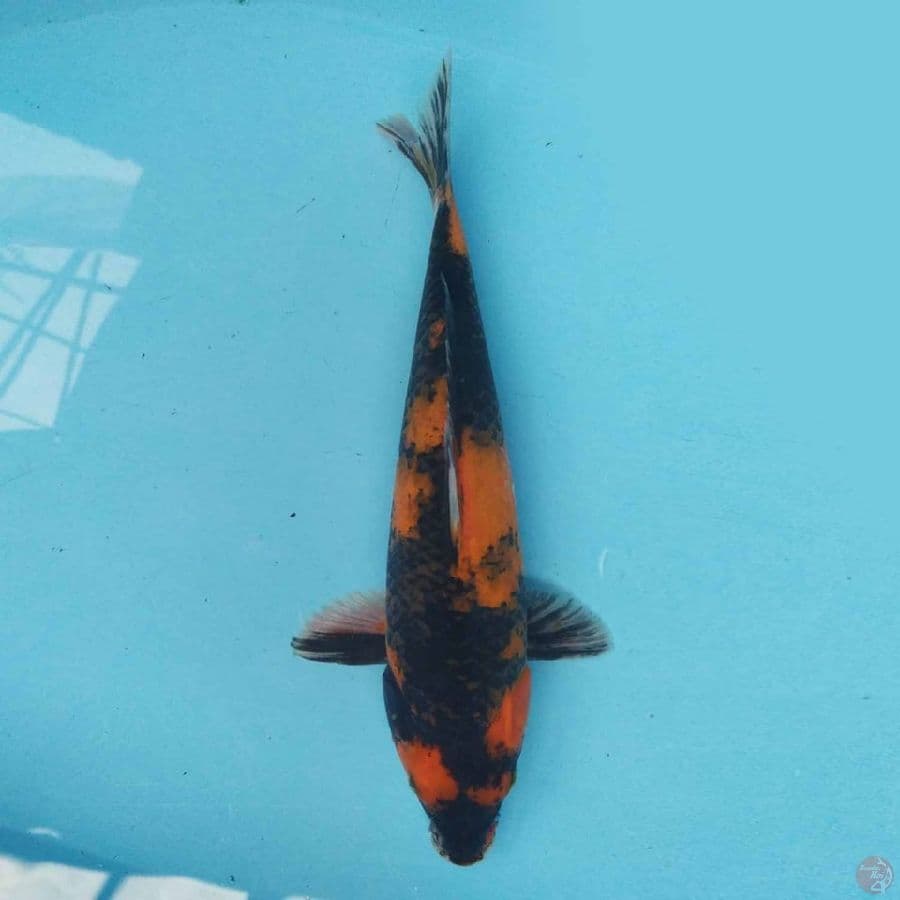 Utsuri 28 cm