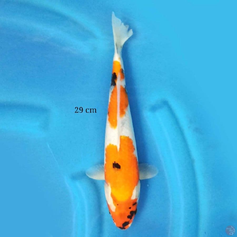 Showa 29 cm