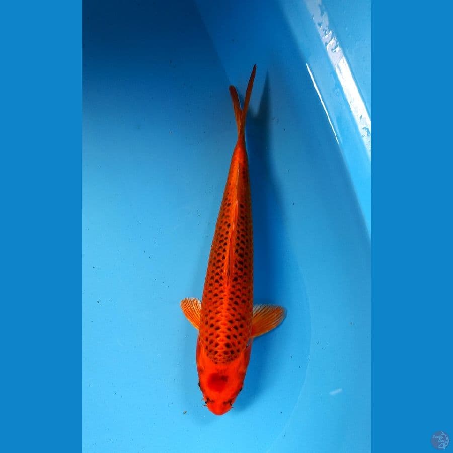 aka matsuba 31cm