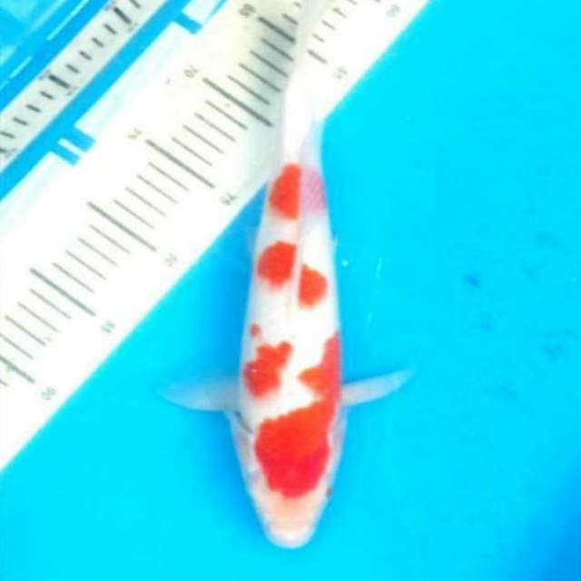Kohaku bersih 35cm..bagus