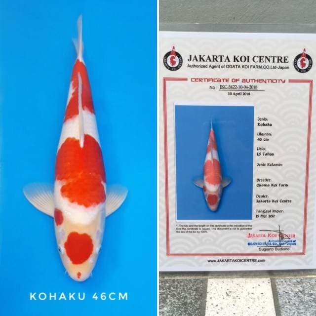 kohaku okawa import