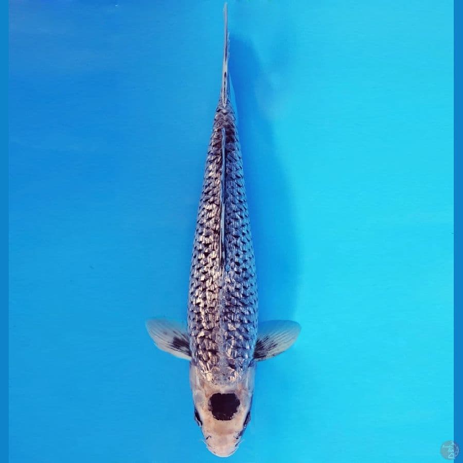SABURO 7 - TANCHO MATSUKAWABAKE GIN RIN 31 cm/male ®