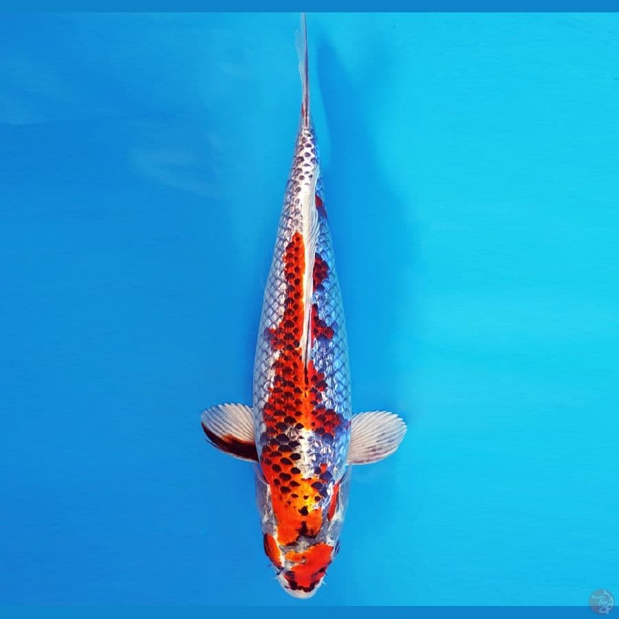 SABURO 11 - BENI GINGA 36 cm/fm ®