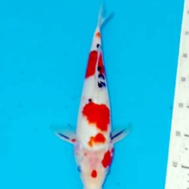 Aanke merah jreng 35cm