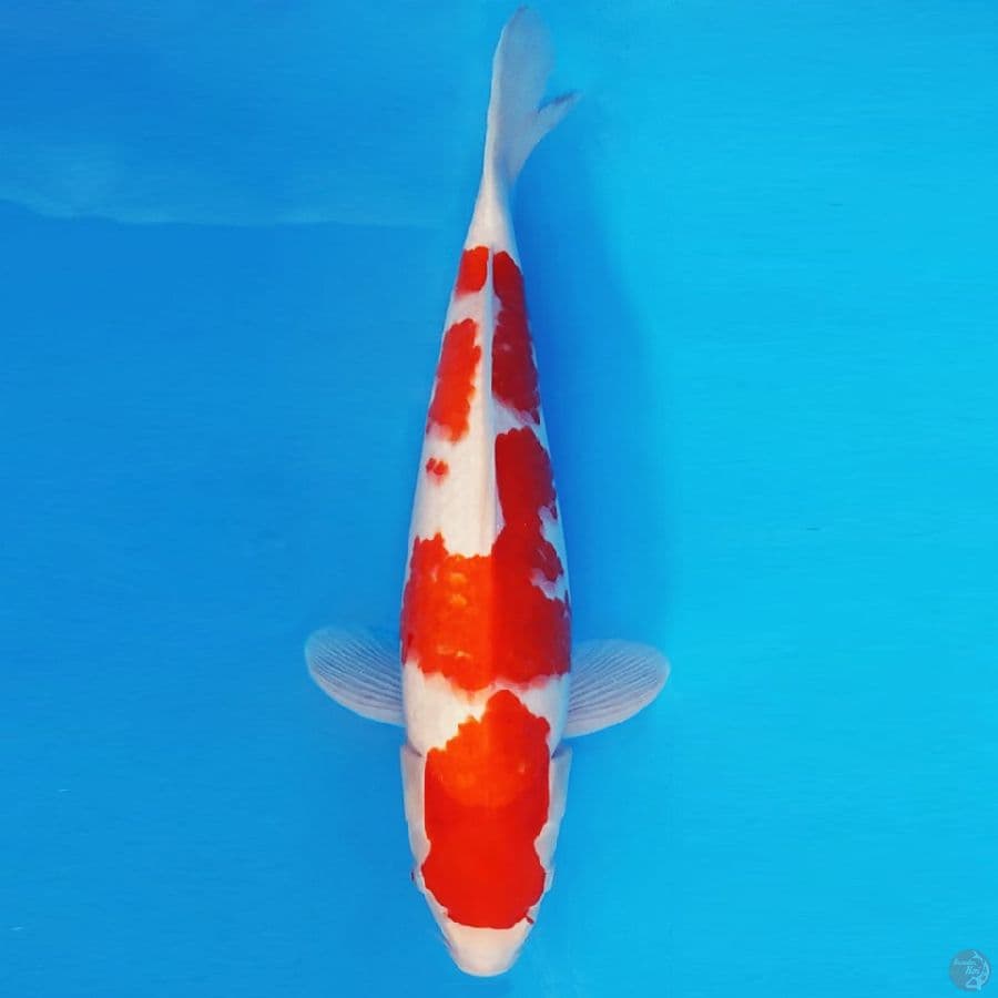 SABURO 14 - KOHAKU 32 cm/fm ®