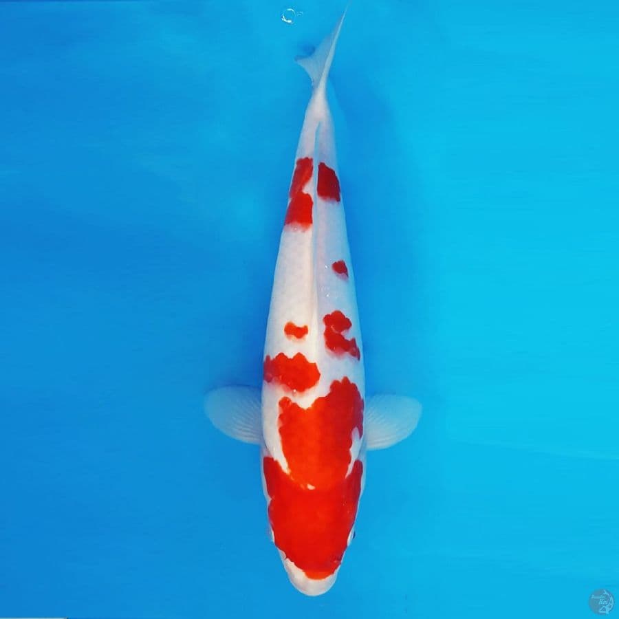 SABURO 15 - KOHAKU 30 cm/fm ®