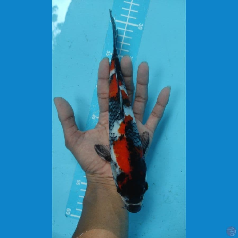 showa 27cm