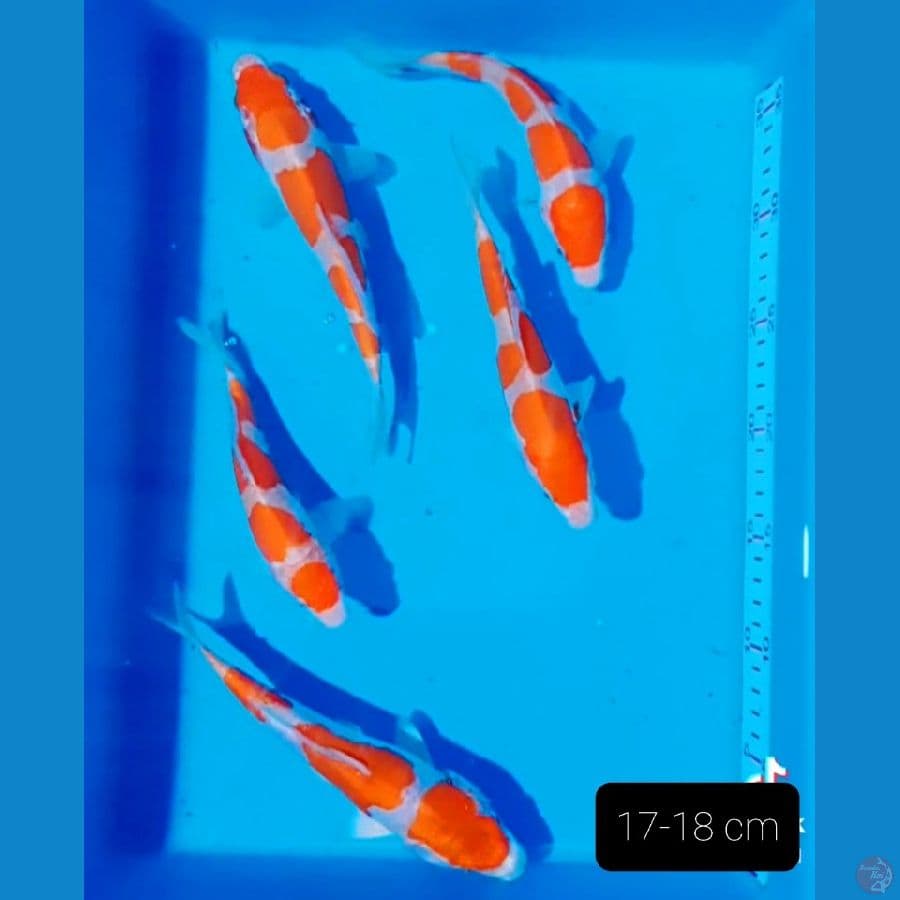 SQ 17-18 cm